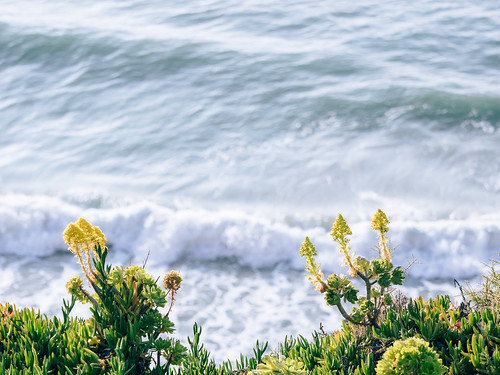ocean california sea cliff plant flower green coast succulent spring dof pacific sandiego wave lajolla shore em1 mzuiko40150mmf28pro