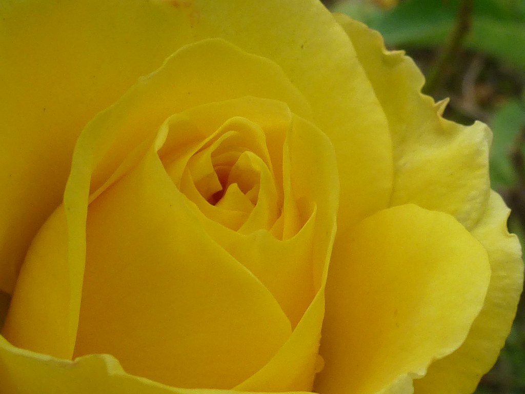 Yellow Rose ! | Summer Garden Plant Bush Rose Yellow Outdoor… | Flickr