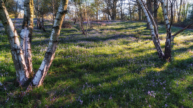 2016 The Knapp - Silver Birch And Bluebells