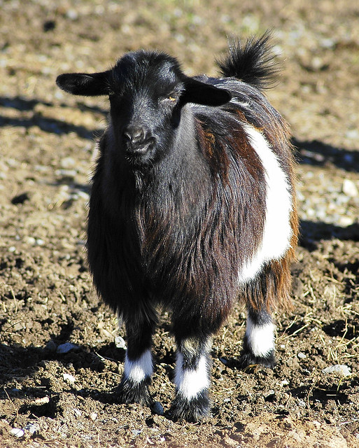 Belted Tennessee Fainting Goat