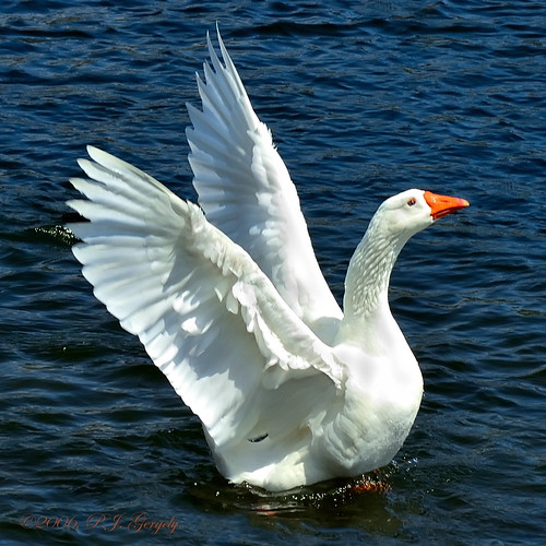 Snow Goose (20060427-123020-PJG) by DrgnMastr