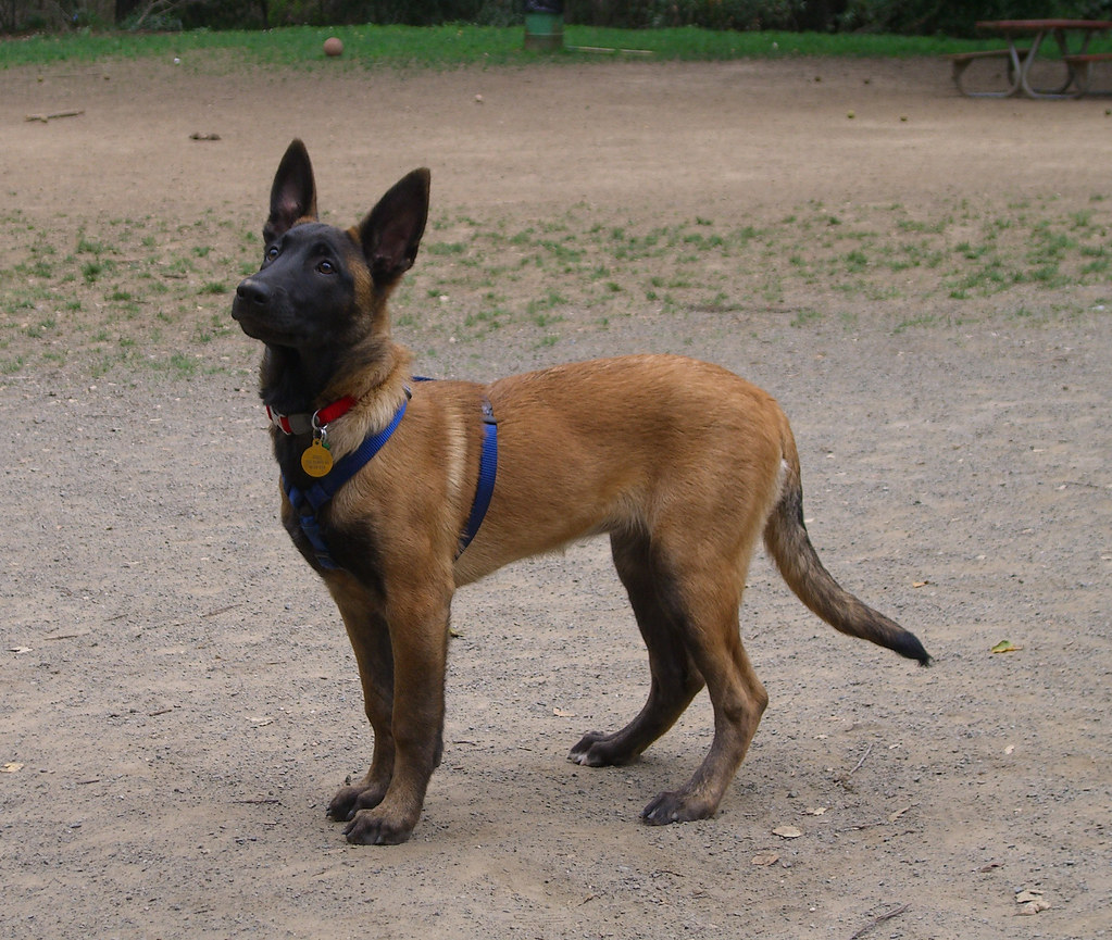 Jules, Castro Valley dog park | Jules is a 16-week-old Belgi… | Flickr