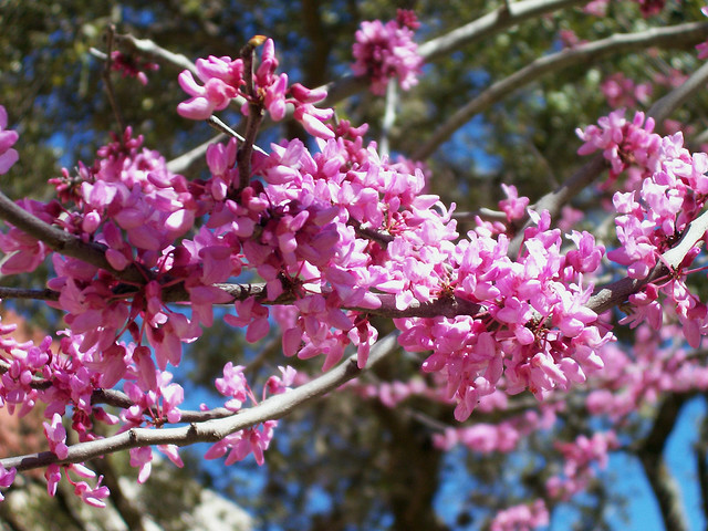 Tree Flowers Close-up