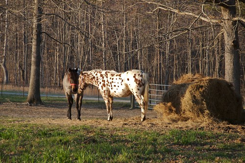 sunset horses horse usa ga flickr whisper spotted hay risingfawn spottedhorse cloudlandcanyonstatepark horsewhisper