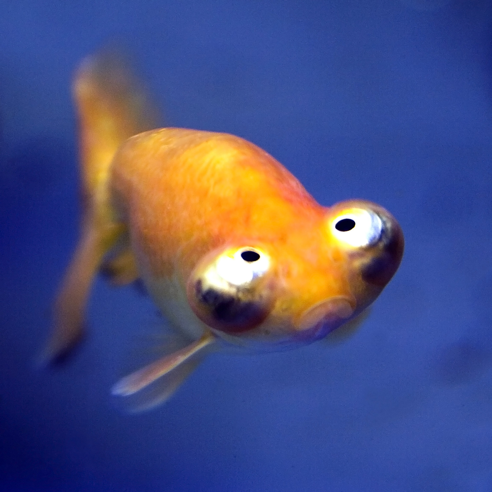 Самая глупая рыба. Звездочет рыбка аквариумная. Золотая рыбка Звездочет. Телескоп Звездочет рыбка. Рыбка Звездочет небесное око.