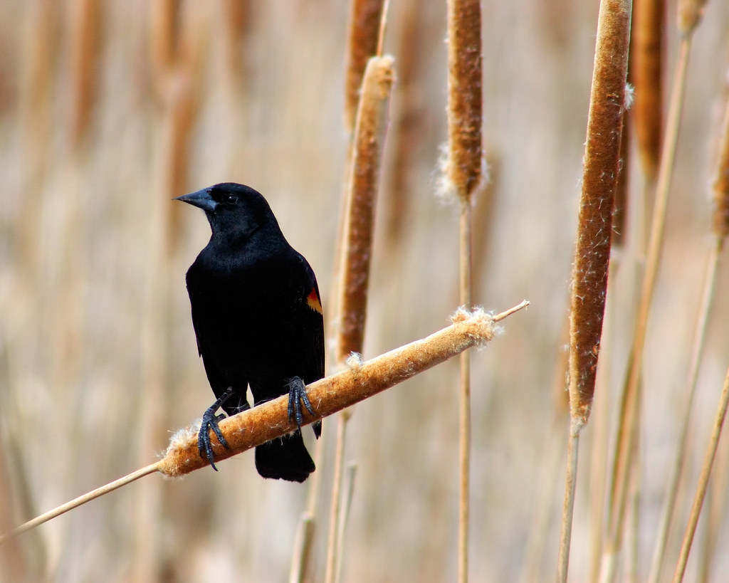 Cattail Perched Red-winged blackbird by Fort Photo