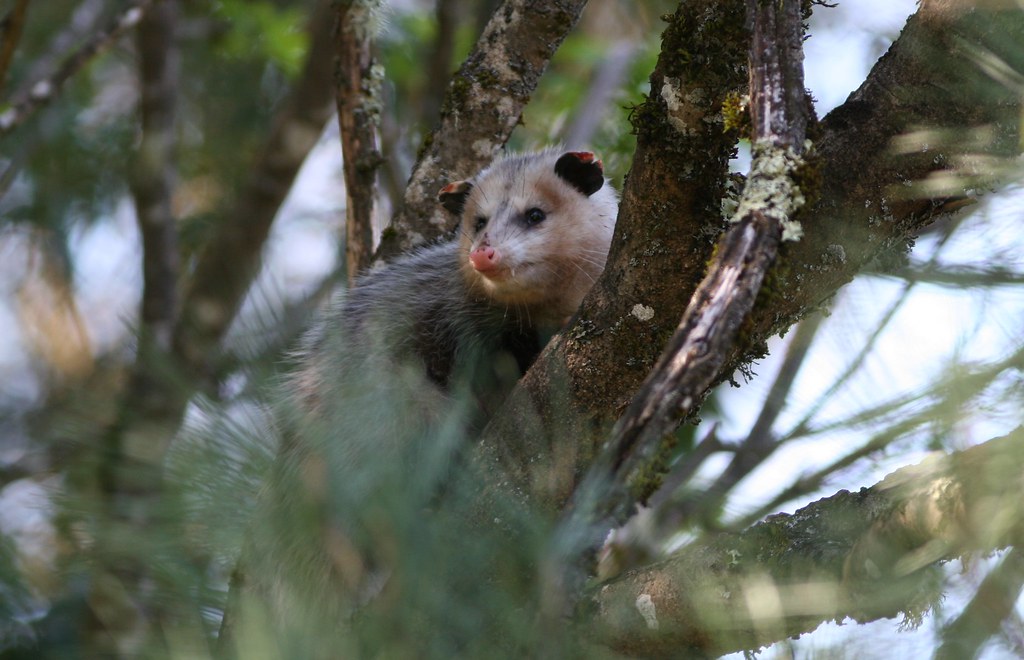 Look at those teeth! /wiki/Opossum | Hotash | Flickr