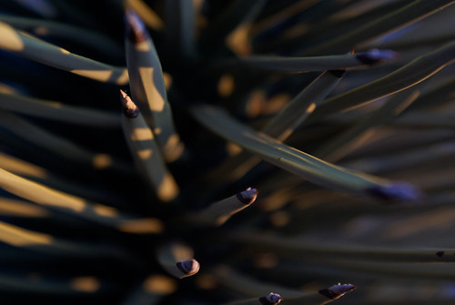 Needles by Quadel, Palmdale, Camorning cactus tree sunrise desert joshua yucca