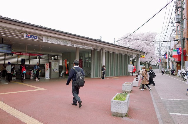 櫻之站 桜の駅 Cherry Blossoms & Station