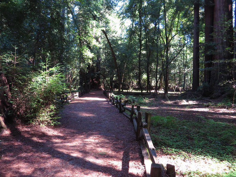 Redwood Grove, Henry Cowell Redwoods State Park, Felton, California