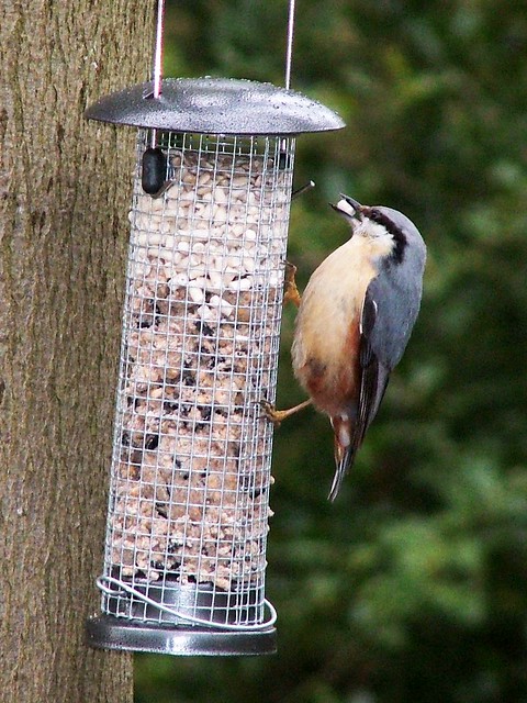 Nuthatch, Colemans Wood 29th April 2016
