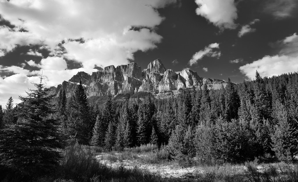 A Meadow Setting with Evergreen Trees and Castle Mountain (Black & White, Banff National Park)