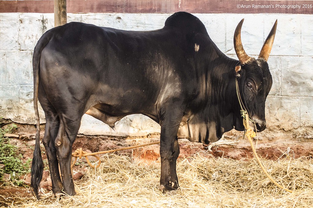 Jallikattu Kaalai (Traditional Indian Kangayam Bull) | Flickr