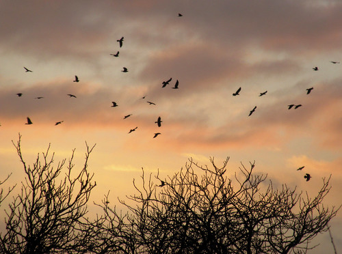 trees winter sky sunrise dawn leicestershire flight crows pinksky melton meltonmowbray