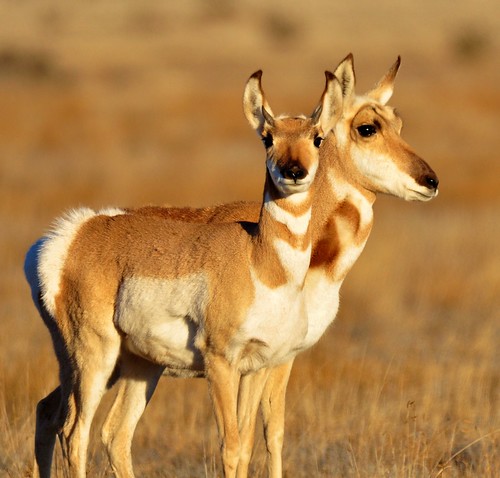 2nd Place, Pronghorn on Otero Mesa by Lisa Phillips | by BLM New Mexico