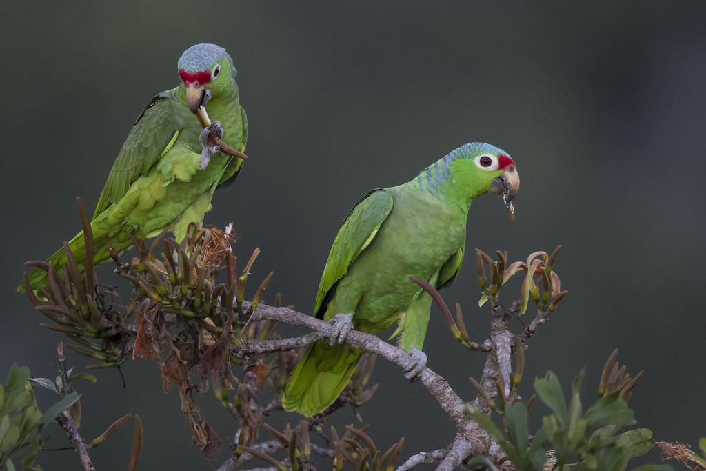 Red-lored Parrot - Amazona autumnalis - Amazona Frentirroja