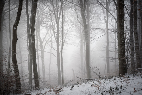 trees winter mist snow fog forest landscape woods nikon sigma d750 sigma70mmmacro 70mmf28exdgmacro