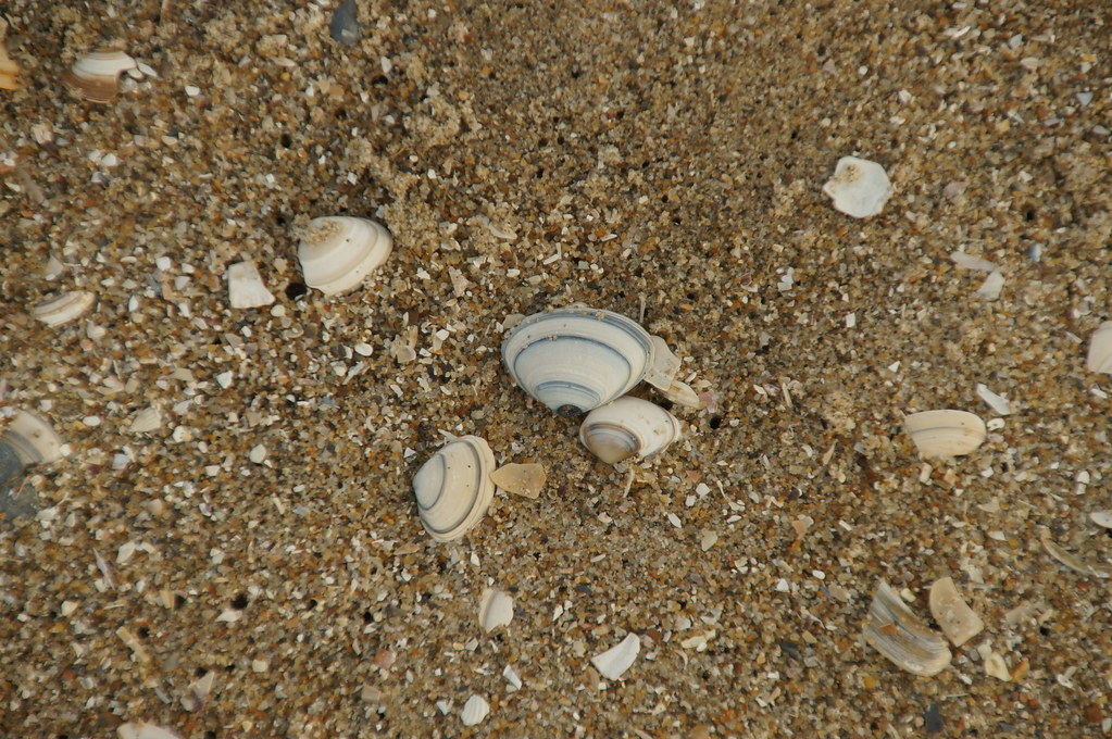 shells | A day out with Joana and Filip, to Monster (Fam. Va… | Flickr
