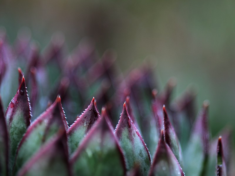 20150515-060F | Blätter der Gewöhnlichen Fransenhauswurz (Jovibarba globifera). Monte Baldo, 15.05.2015