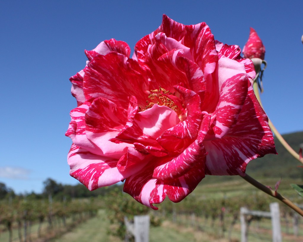 Rose, Hunter Valley, Vineyard, NSW, Australia