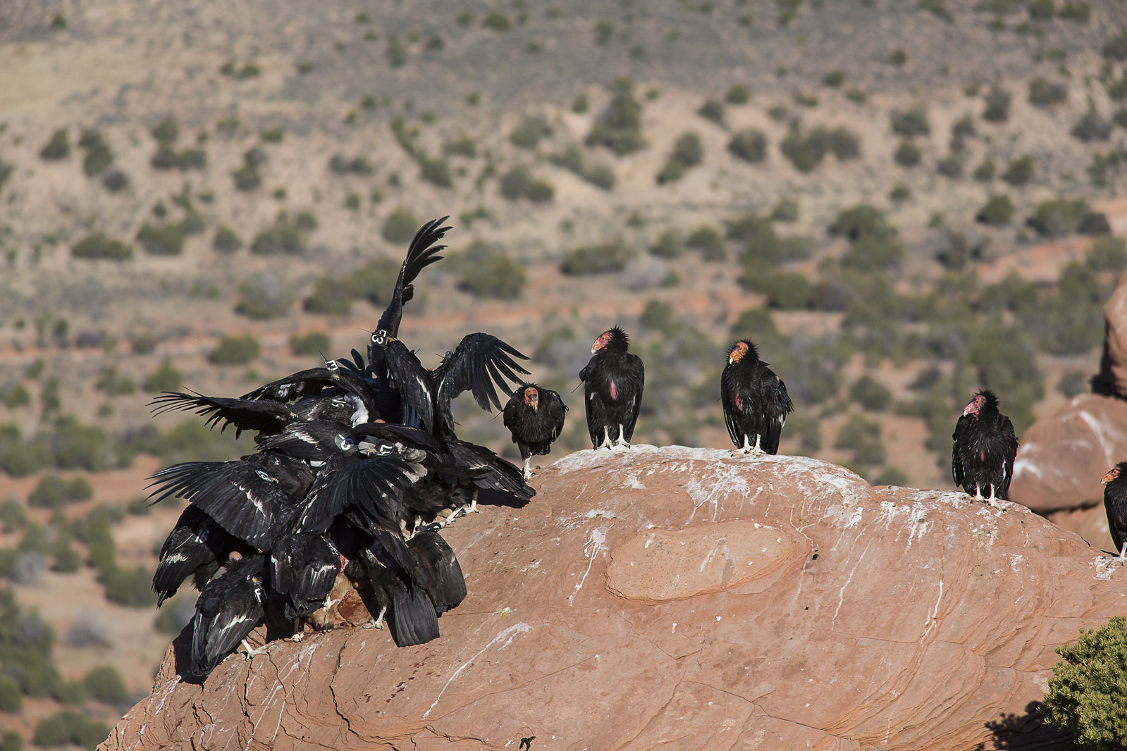 Condors eat a carcass at Vermilion Cliffs National Monument