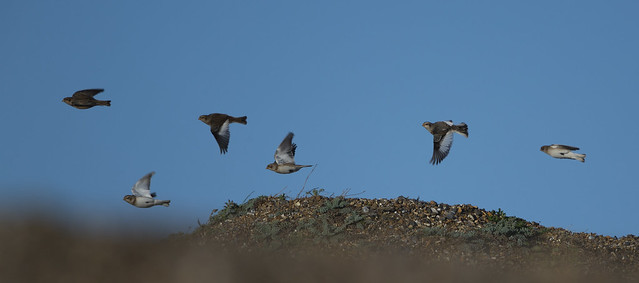 Snow Buntings on the move