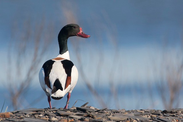 Tadorna tadorna | Common Shelduck | gravand