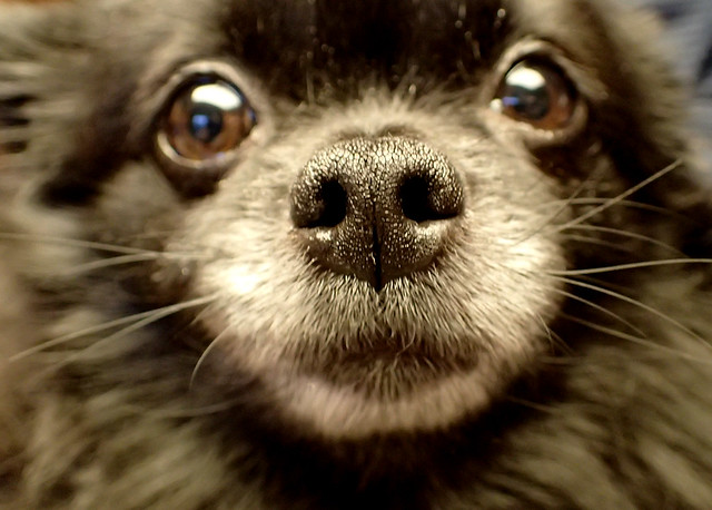 Zuni's Pomeranian Dog Nose