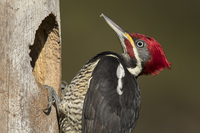 Lineated Woodpecker close up (Pica-pau-de-banda-branca)