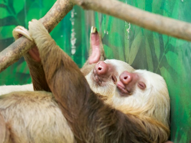 Sloths, Cahuita