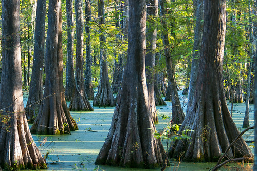 trees usa lake sunrise louisiana atchafalayabasin delta bayou swamp wetlands cypress lakemartin baldcypress cypressknees