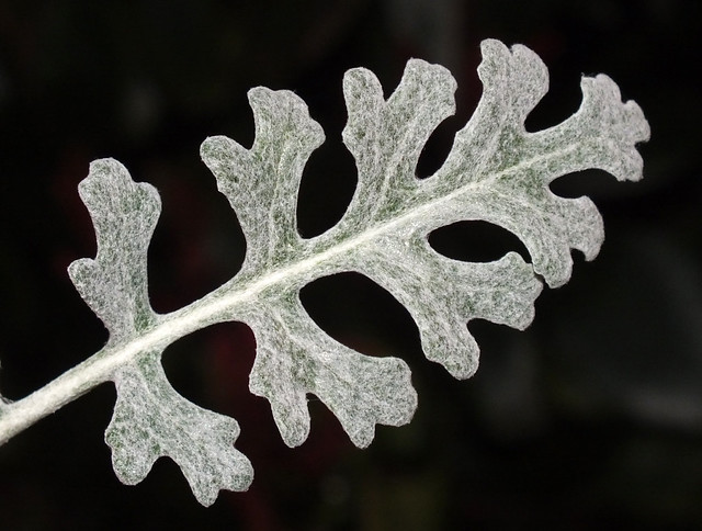 Silverdust (Jacobaea maritima) leaf