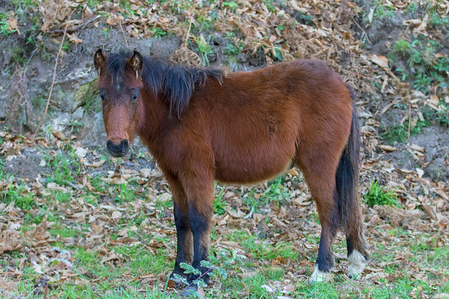 Garrano (Equus caballus) - 