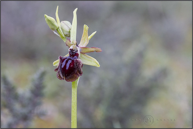 Ophrys 16-20