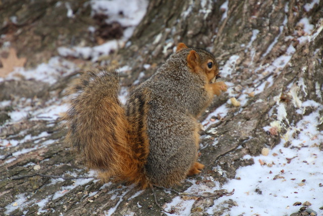 Squirrel Appreciation Day at the University of Michigan (January 21, 2016)