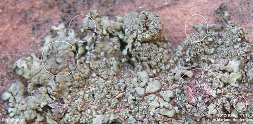 saxicolous lichenza foliosethallus