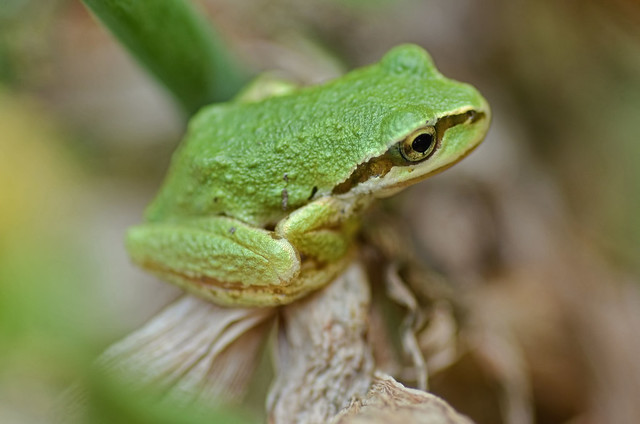 American Tree frog