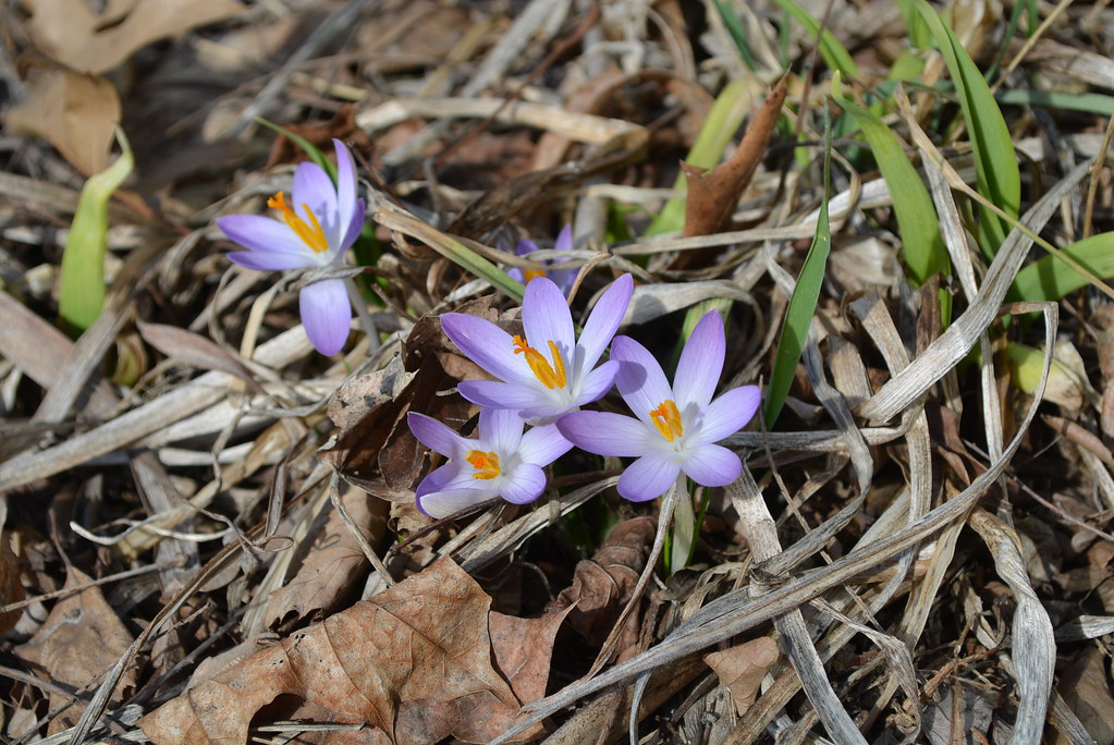 12-Mar. More Spring! | Ellen Macdonald | Flickr