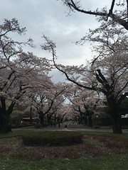 The bloom of cherry blossoms at ICU (International Christian University)