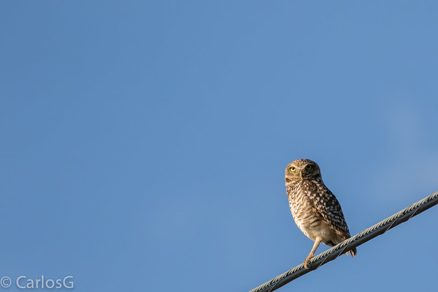 Cucú, Burrowing Owl (Athene cunicularia)