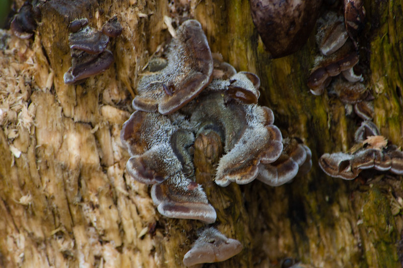 Turkey tail fungus, mouldy