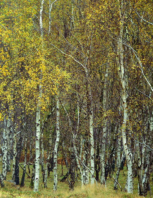 Velvia Bolehill Birches **