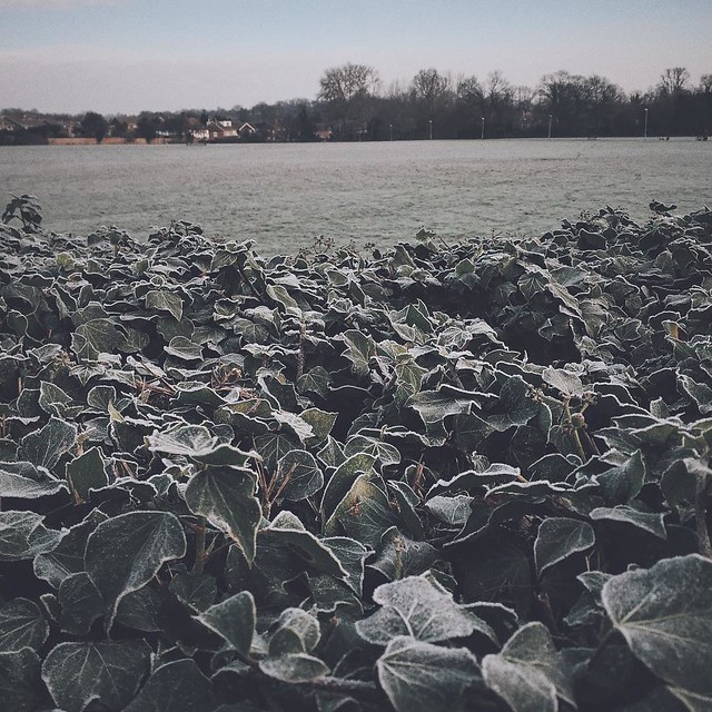Is #winter finally coming? #vscocam