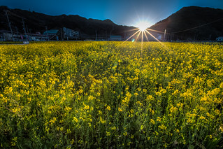 Sunrise at Floral Field 菜の花畑の日の出