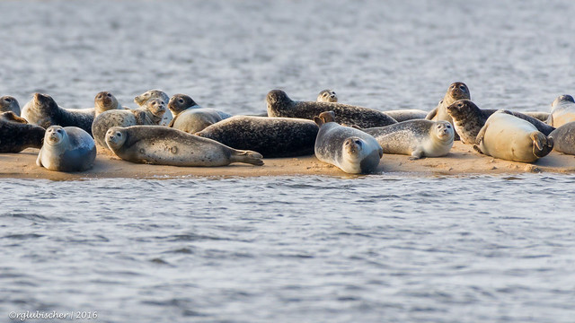 Harbor Seals at Sandy Hook NJ - 19