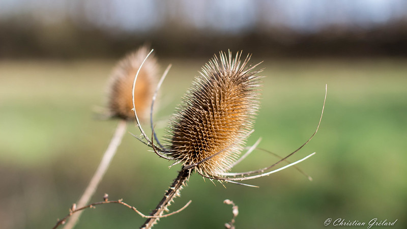 Dried Flowers Of The Thistle