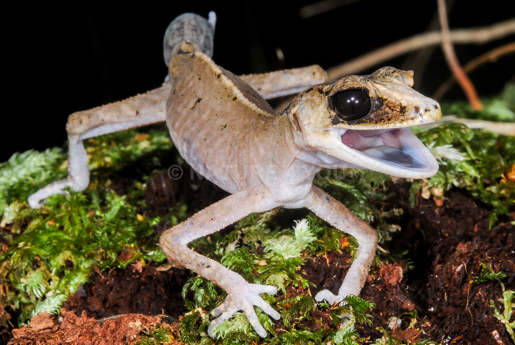 "Chameleon Gecko Carphodactylus laevis" by Scott Eipper is licensed under CC BY-NC 2.0 