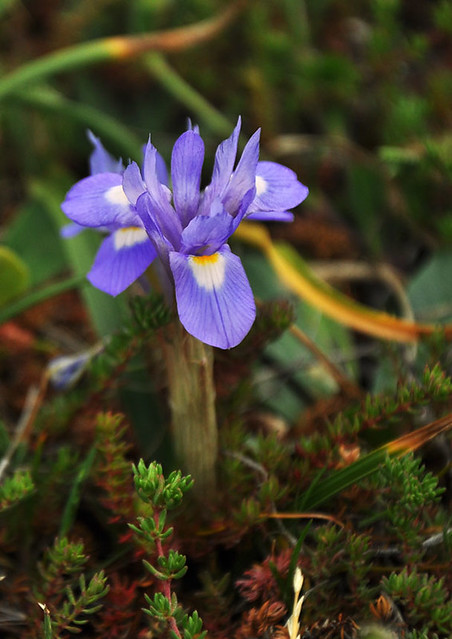 Wild iris of Sardinia