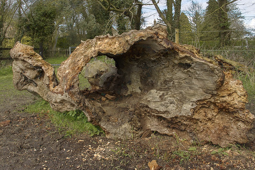wood tree fall field death decay fallen rotten gregory kev mighty