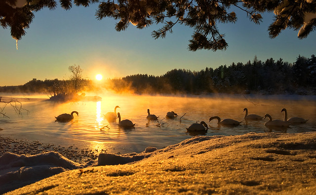 Golden swans, Norway